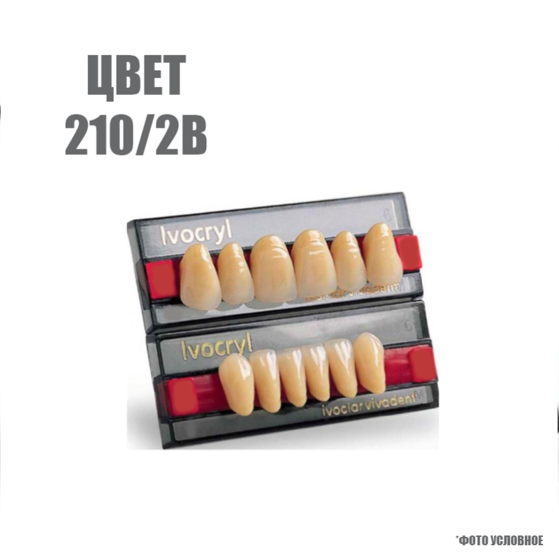 Изображение Зубы искусственные в цвете chromascop передние для в/ч SR Vivodent set of 6 upper, цвет 210/2В, размер А9 1 из 1